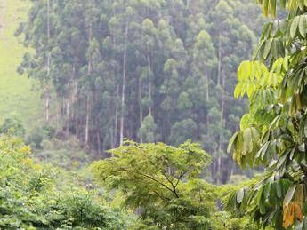 Record per la sostenibilità forestale, oltre 1 milione di ettari certificati Pefc