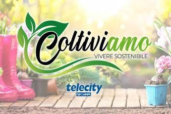 ColtiviAmo, su Telecity arriva un programma dedicato al mondo green