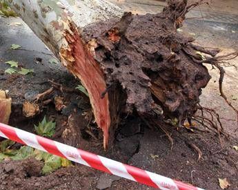 Roma, albero cade su auto in via Aurelia: traffico in tilt, strada chiusa e poi riaperta